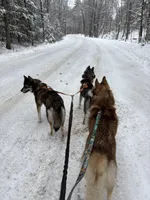 Bear, a male Siberian Husky for sale in Kittery, ME – Photo 8 of 8
