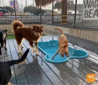 Bear, a male Siberian Husky for sale in Kittery, ME – Photo 2 of 8