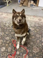 Bear, a male Siberian Husky for sale in Kittery, ME – Photo 5 of 8