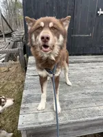Bear, a male Siberian Husky for sale in Kittery, ME – Photo 3 of 8