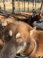 Bear, a male Siberian Husky for sale in Kittery, ME – Photo 4 of 8