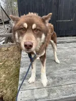 Bear, a male Siberian Husky for sale in Kittery, ME – Photo 1 of 8