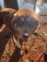 Bear, a male Siberian Husky for sale in Kittery, ME – Photo 6 of 8