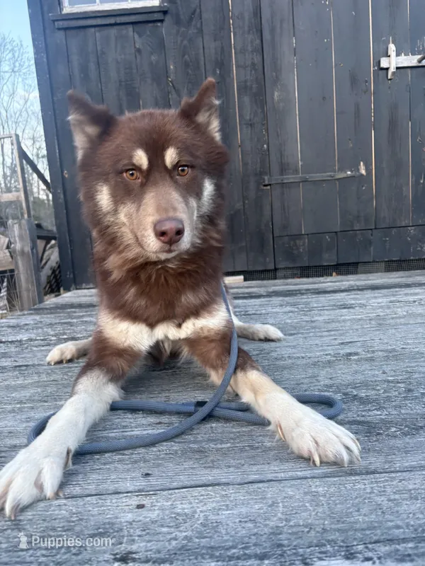 Bear – Siberian Husky puppy for sale in Kittery, ME