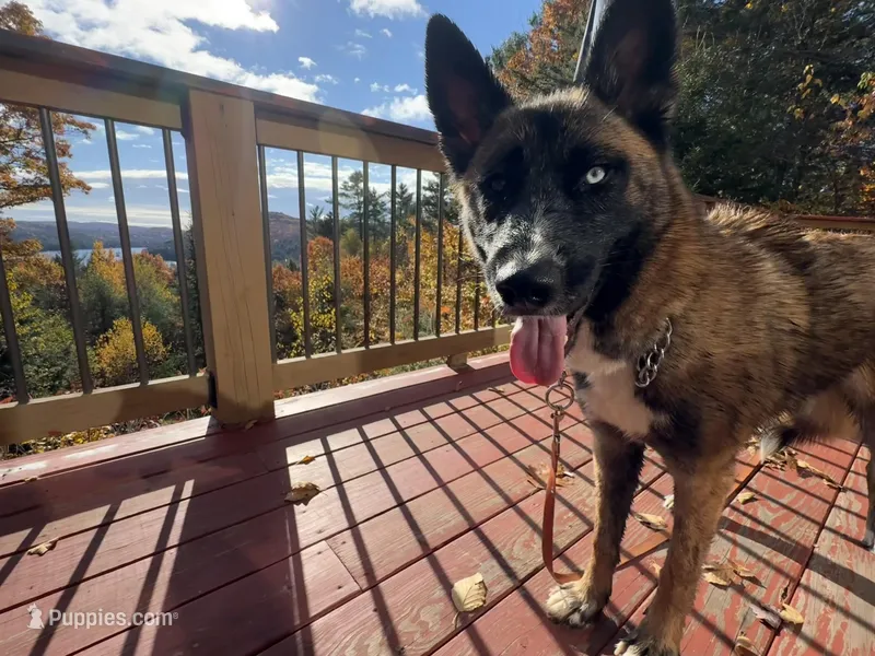 OSA  – Belgian Malinois, Siberian Husky puppy for sale in Kittery, ME