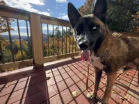 OSA , a female Belgian Malinois and Siberian Husky for sale in Kittery, ME – Photo 1 of 5
