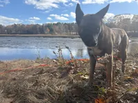 OSA , a female Belgian Malinois and Siberian Husky for sale in Kittery, ME – Photo 3 of 5