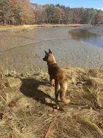 OSA , a female Belgian Malinois and Siberian Husky for sale in Kittery, ME – Photo 5 of 5