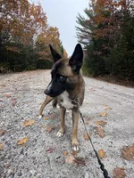 OSA , a female Belgian Malinois and Siberian Husky for sale in Kittery, ME – Photo 4 of 5