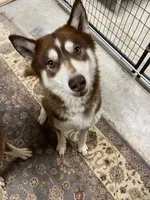 Bear , a male Siberian Husky for sale in Kittery, ME – Photo 4 of 5