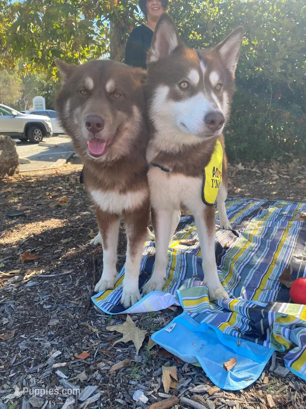 Bear  – Siberian Husky puppy for sale in Kittery, ME