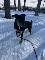 Wingles , a male Rottweiler for sale in Kittery, ME – Photo 2 of 4