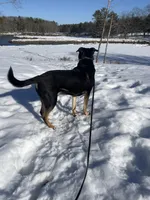 Wingles , a male Rottweiler for sale in Kittery, ME – Photo 1 of 4