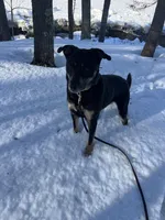Wingles , a male Rottweiler for sale in Kittery, ME – Photo 3 of 4