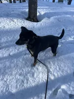 Wingles , a male Rottweiler for sale in Kittery, ME – Photo 4 of 4