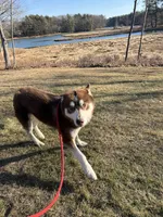 BEAR & JUNIOR , a male Siberian Husky for sale in Kittery, ME – Photo 5 of 5