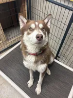 BEAR & JUNIOR , a male Siberian Husky for sale in Kittery, ME – Photo 4 of 5