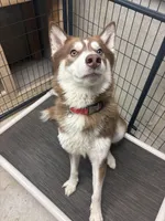 BEAR & JUNIOR , a male Siberian Husky for sale in Kittery, ME – Photo 3 of 5