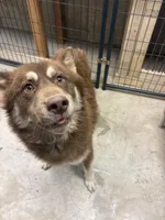 BEAR & JUNIOR , a male Siberian Husky for sale in Kittery, ME – Photo 2 of 5