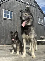 KYLU , a female Siberian Husky for sale in Kittery, ME – 7 of 7