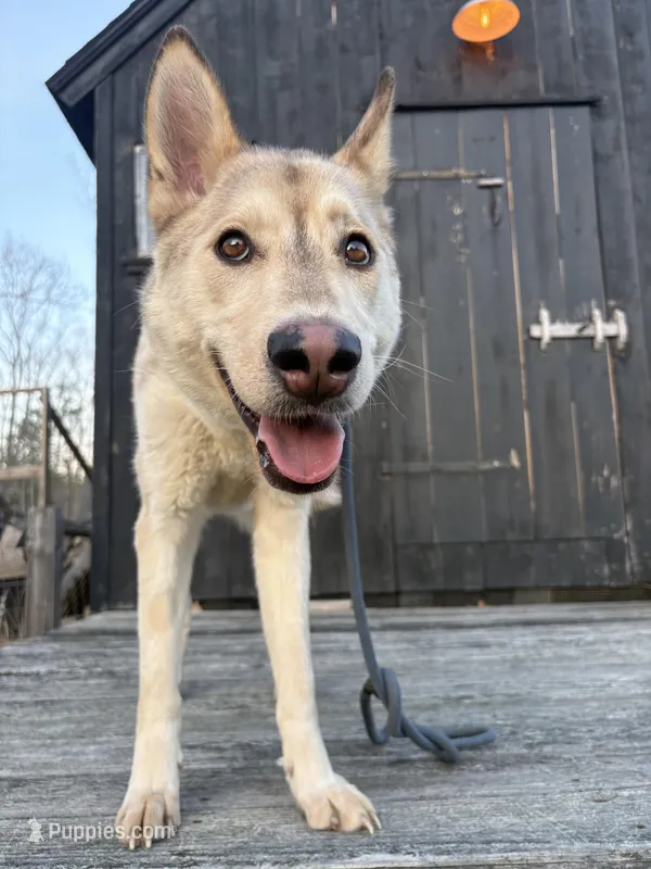 Valencia  – Siberian Husky puppy for sale in Kittery, ME