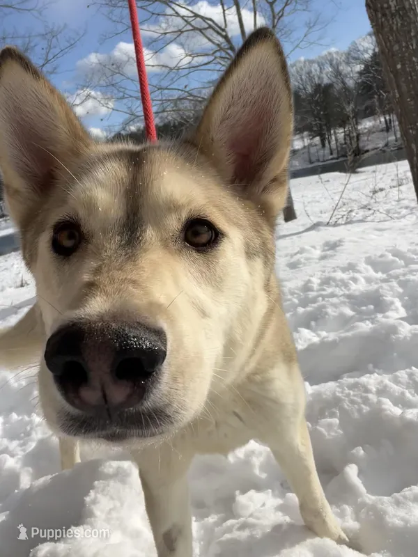 Valencia , a female Siberian Husky for sale in Kittery, ME – Photo 1 of 8