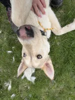 Valencia , a female Siberian Husky for sale in Kittery, ME – Photo 6 of 8