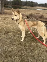 Valencia , a female Siberian Husky for sale in Kittery, ME – Photo 7 of 8