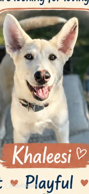 Khalessi – German Shepherd Dog, Siberian Husky puppy for sale in Kittery, ME