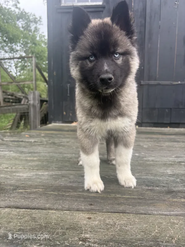 ROANOKE – Siberian Husky puppy for sale in Kittery, ME