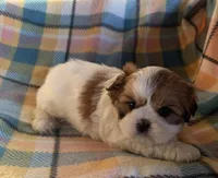 Dianna, a female Shih Tzu for sale in Bailey, NC – 1 of 1