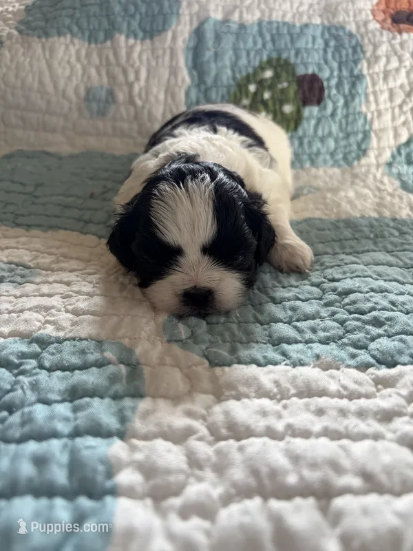 Miko – Shih Tzu puppy for sale in Bailey, NC