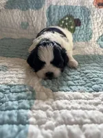 Miko, a male Shih Tzu for sale in Bailey, NC – 1 of 2