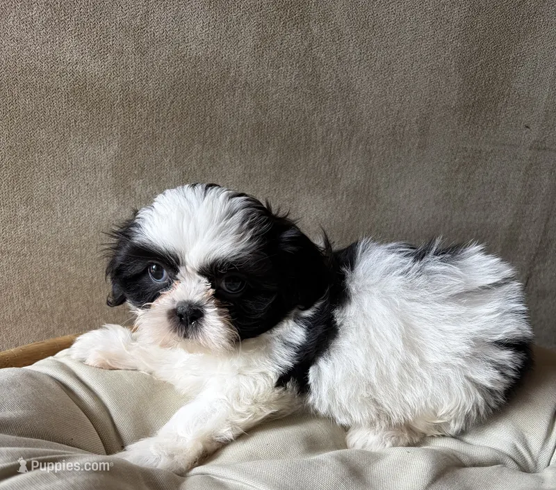 Mily – Shih Tzu puppy for sale in Bailey, NC