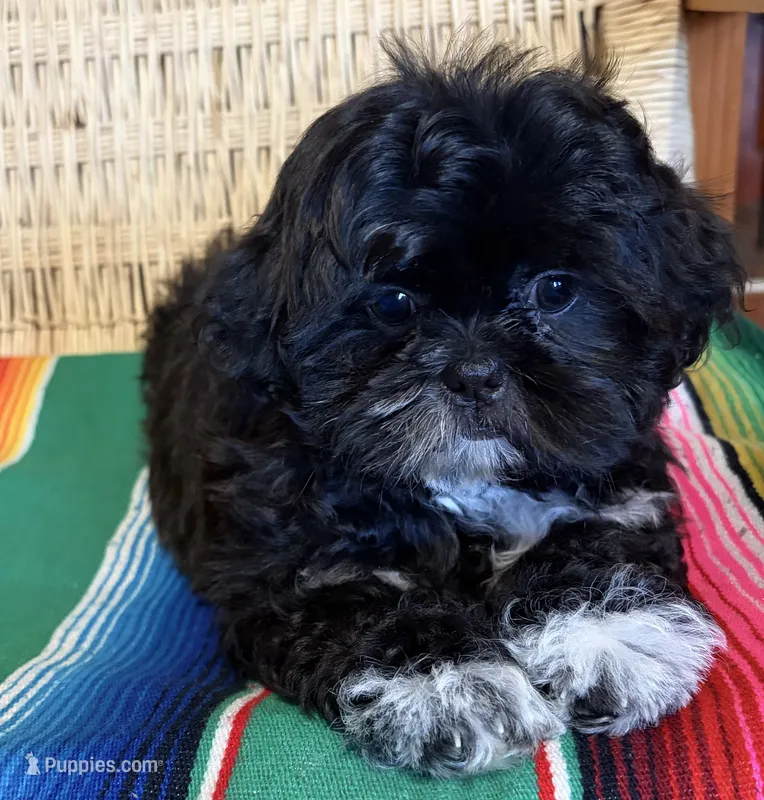 Matt – Shih Tzu puppy for sale in Bailey, NC