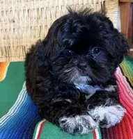 Matt, a male Shih Tzu for sale in Bailey, NC – 1 of 2