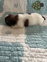 Molly, a female Shih Tzu for sale in Bailey, NC – 2 of 2