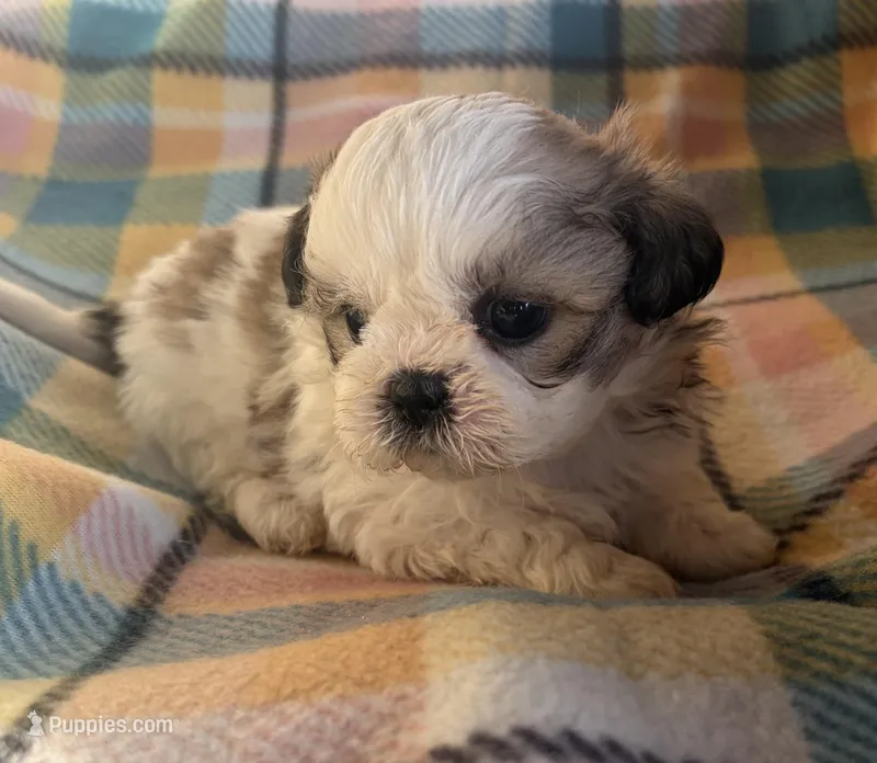 Roy – Shih Tzu puppy for sale in Bailey, NC