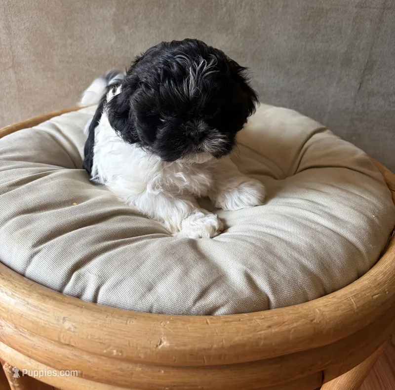 Milo – Shih Tzu puppy for sale in Bailey, NC