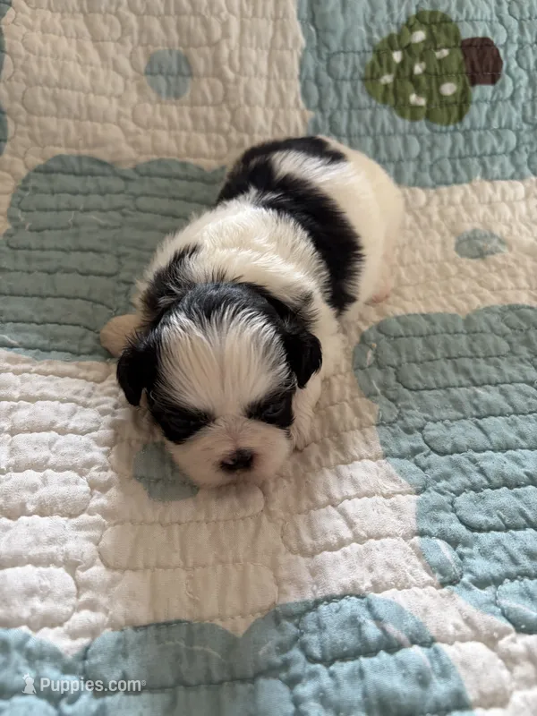 Mily – Shih Tzu puppy for sale in Bailey, NC