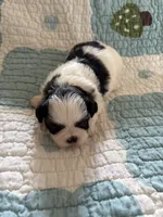 Mily, a female Shih Tzu for sale in Bailey, NC – 1 of 2