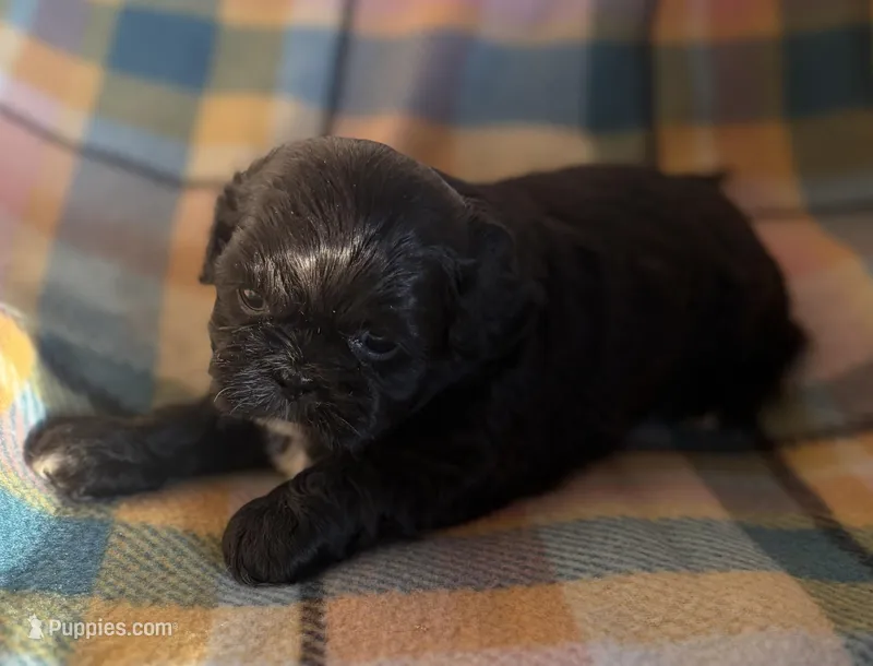 Max – Shih Tzu puppy for sale in Bailey, NC