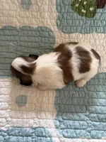 Mandy, a female Shih Tzu for sale in Bailey, NC – 2 of 2