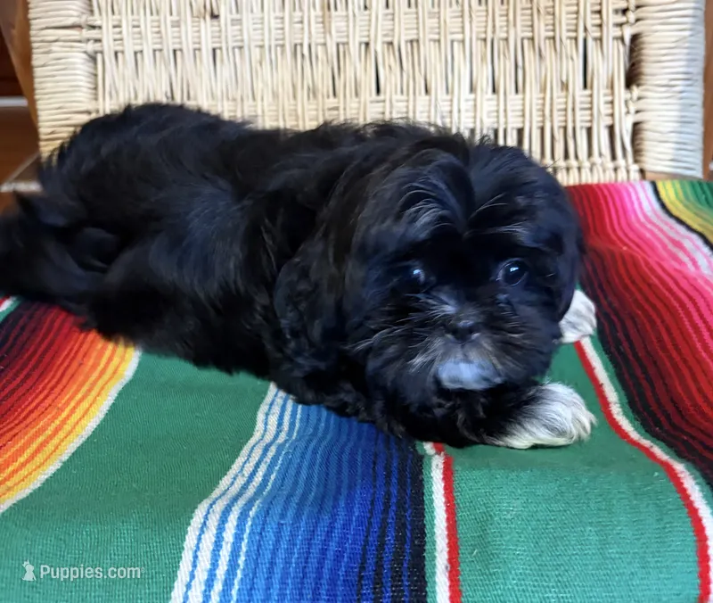 Mike – Shih Tzu puppy on hold in Bailey, NC
