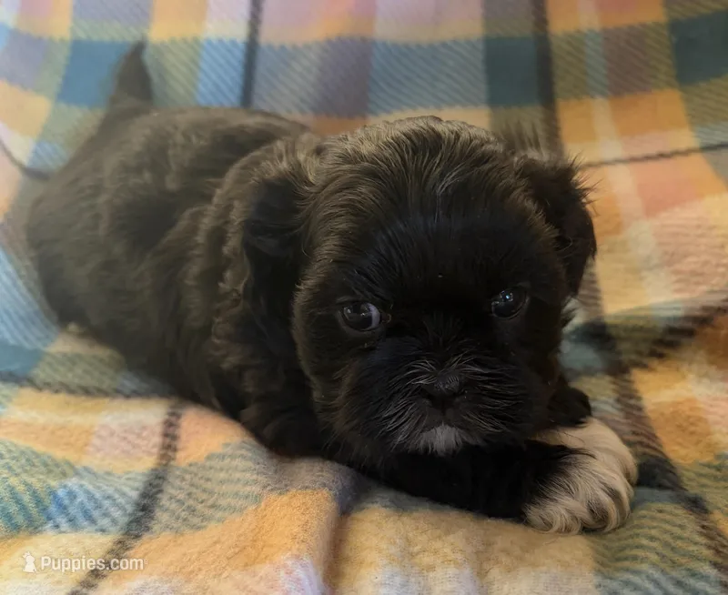 Matt – Shih Tzu puppy for sale in Bailey, NC