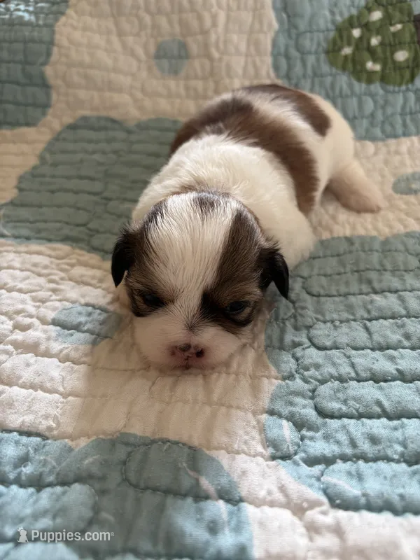 Mandy – Shih Tzu puppy for sale in Bailey, NC