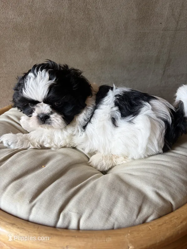 Miko – Shih Tzu puppy for sale in Bailey, NC