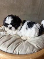 Miko, a male Shih Tzu for sale in Bailey, NC – 1 of 3