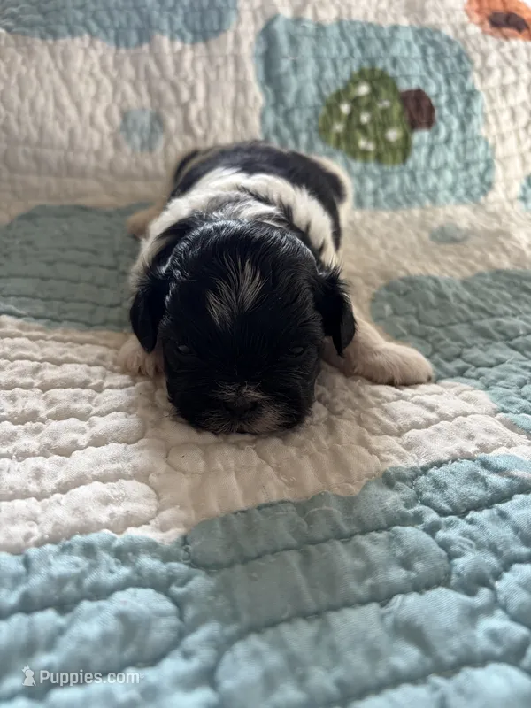 Milo – Shih Tzu puppy for sale in Bailey, NC