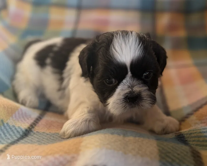 Leo – Shih Tzu puppy for sale in Bailey, NC